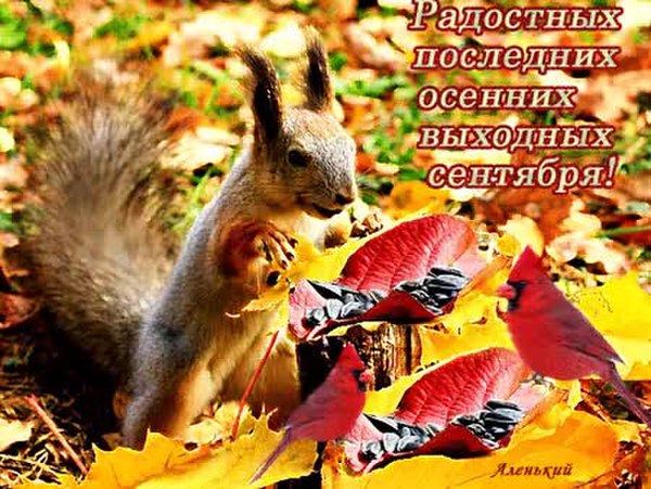 Прикольная открытка с белочкой и пожеланием радостных последних осенних выходных Сентября. Прикольная открытка с белочкой и пожеланием радостных последних осенних выходных Сентября.