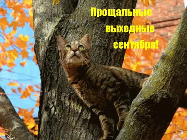 Смешная картинка с котом в прощальные выходные сентября. Смешная картинка с котом в прощальные выходные сентября.