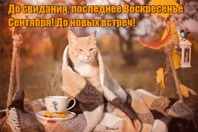 Прикольная гиф открытка с котом в пледе и надписью "До свидания, последнее Воскресенье Сентября! До новых встреч!". Прикольная гиф открытка с котом в пледе и надписью "До свидания, последнее Воскресенье Сентября! До новых встреч!".