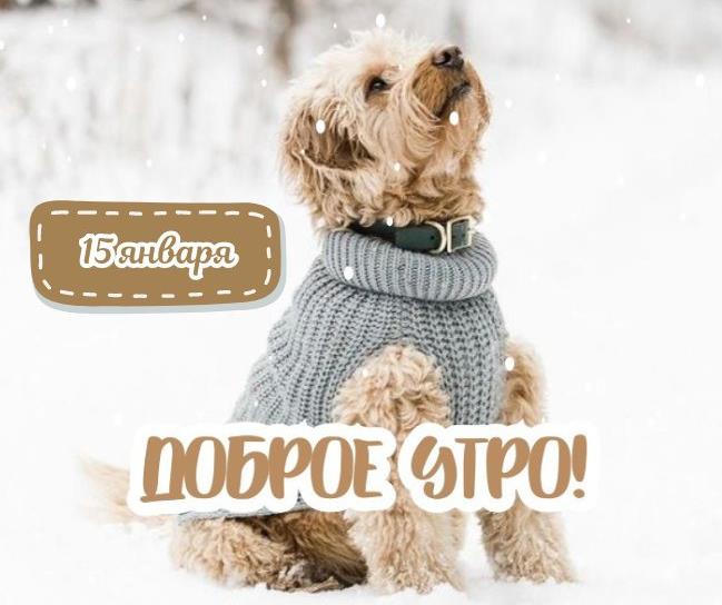 Прикольная картинка с собакой на снегу и надписью "15 Января, доброе утро!".