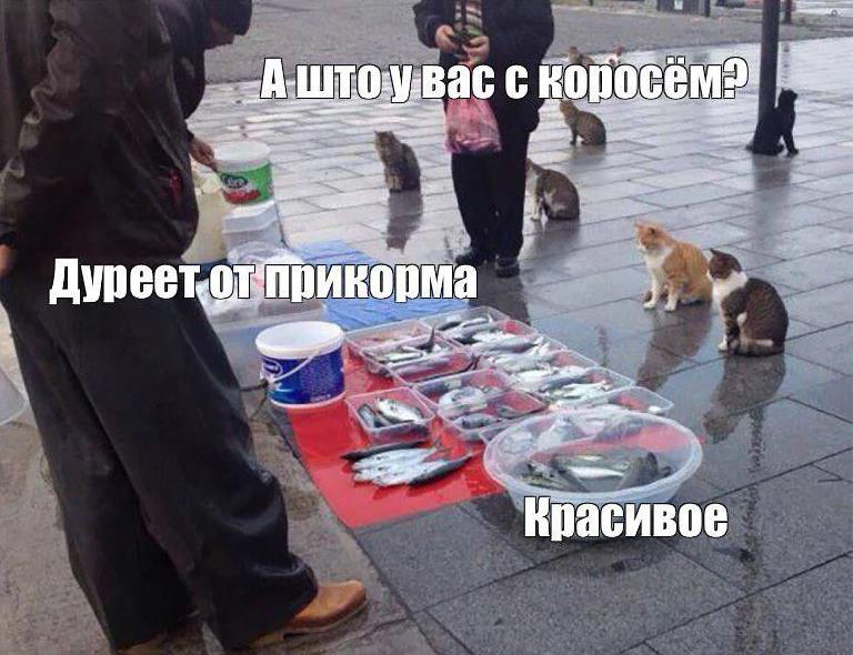 От какой прикормки дуреют коты - смешные картинки, мемы, демотиваторы.
