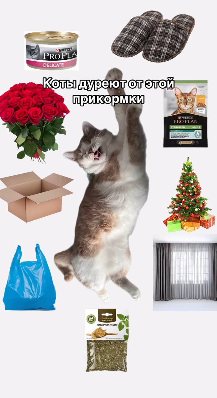 Смешные картинки, мемы коты дуреют от этой прикормки.