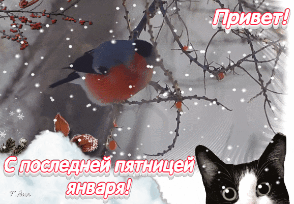 Смешная зимняя гиф открытка с котом и текстом "Привет! С последней пятницей Января!".
