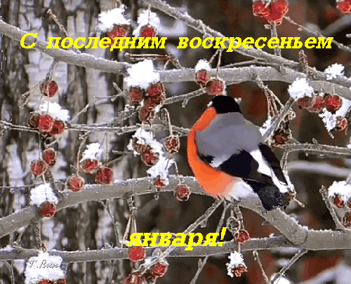 Анимированная картинка со снегирём в последнее январское воскресенье.