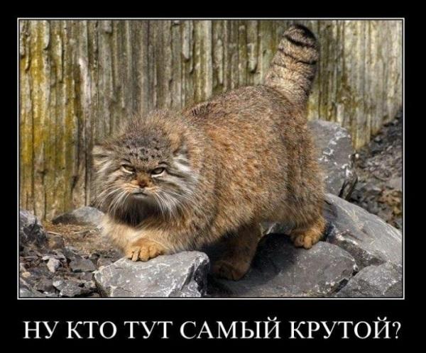 Хостинг картинок yapx.ru