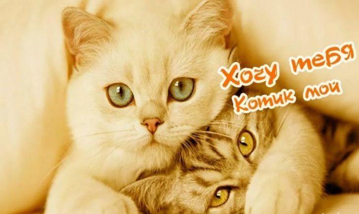 Хостинг картинок yapx.ru