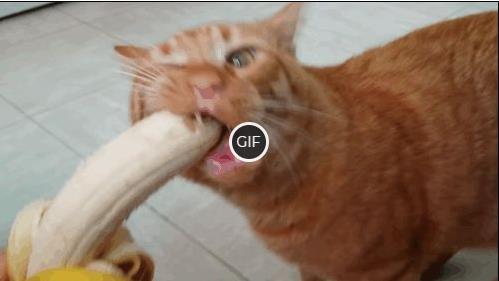 Гифки с котиками смешные и прикольные