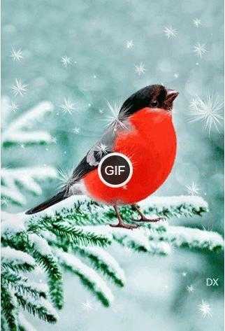 Гифки птицы на снегу