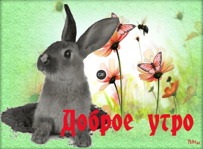 Ты моя зайка любимая картинки с добрым утром