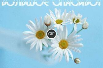 Анимация спасибо за внимание