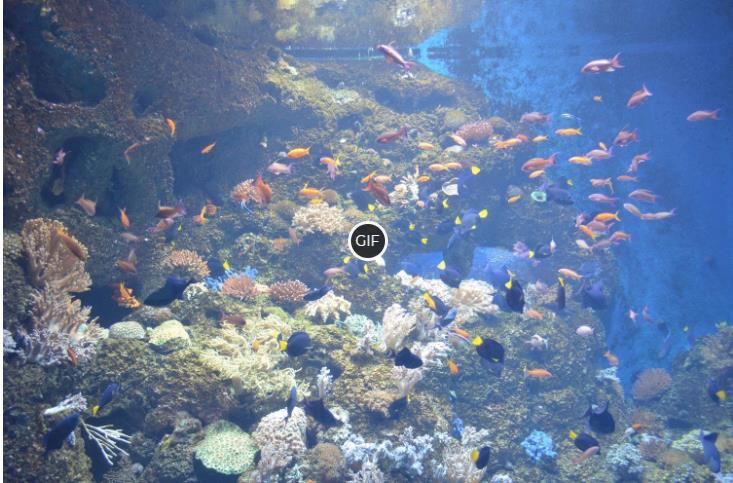 Гифки рыбки плавают