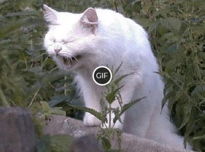 Гифки для смеха