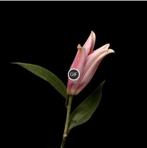 Гифки цветы распускаются на прозрачном фоне