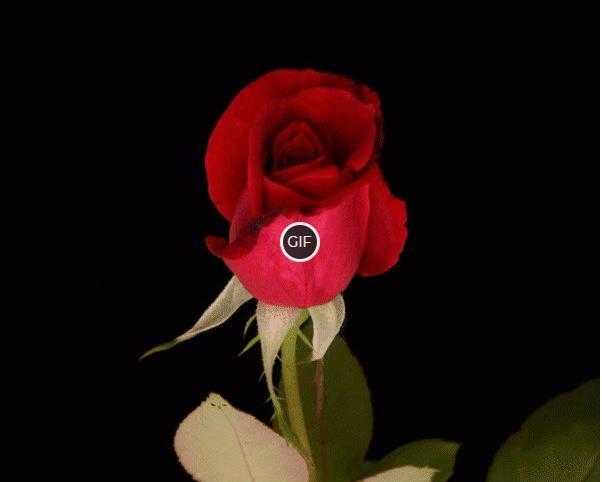 Гифки розы большие распускаются