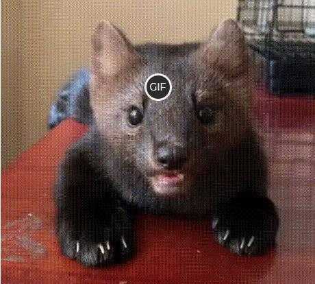 Гифки с животными смешные