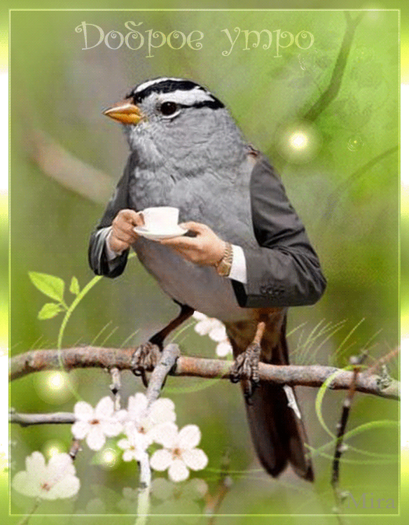 Доброе утро gif прикольные картинки