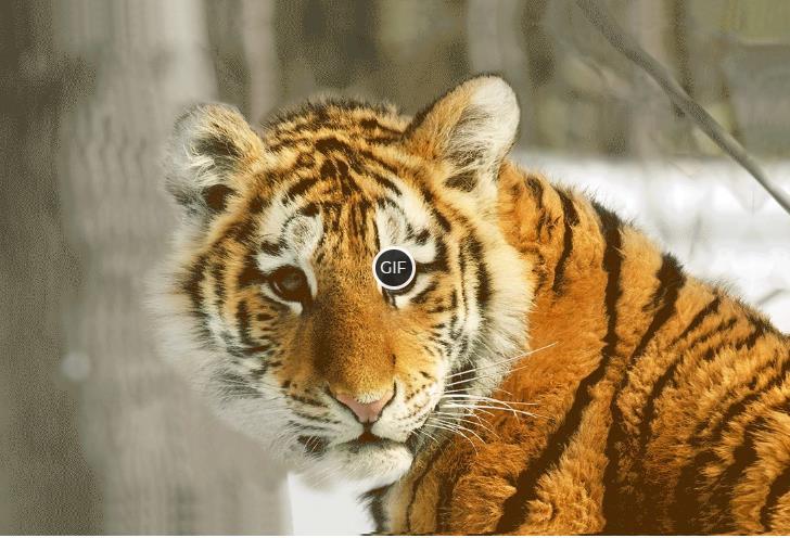 Гифки с тиграми