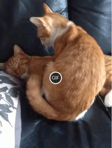 Гифка рыжие кошки обнимаются