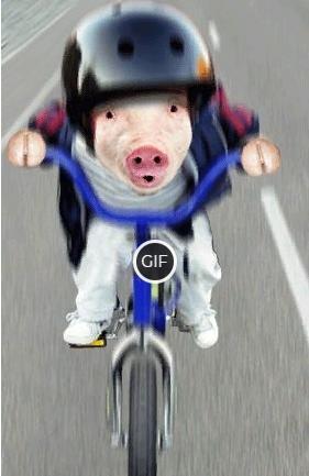 Смешная гифка свинья едет на велосипеде