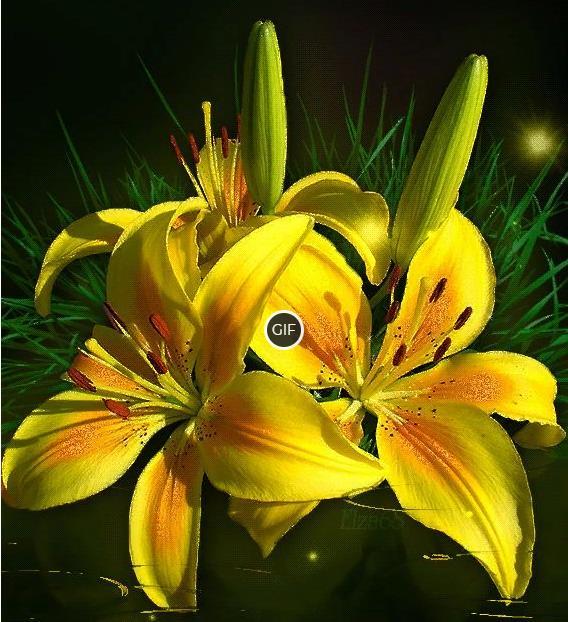 Гифка жёлтые Лилии