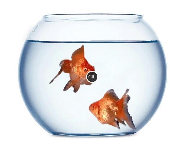 Гифка золотые рыбки в аквариуме