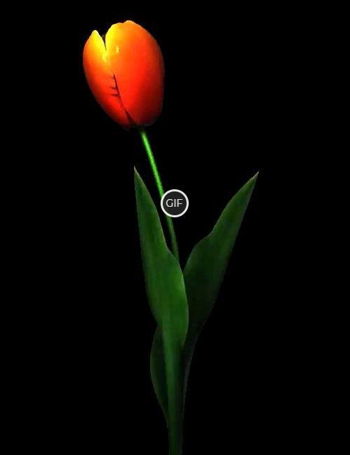 Гифка распускающийся тюльпан на прозрачном фоне