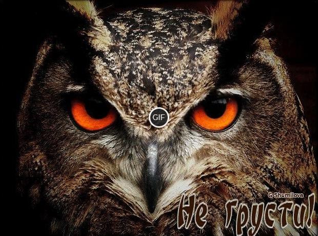 Гифка не грусти с совой