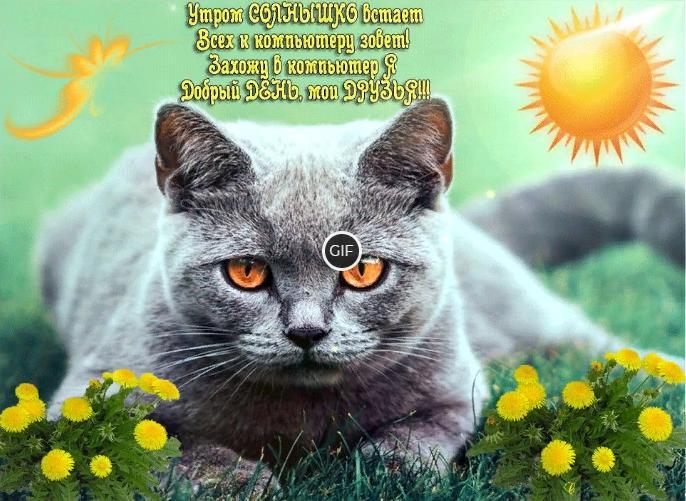 Красивые котики поздравляют с добрым утром