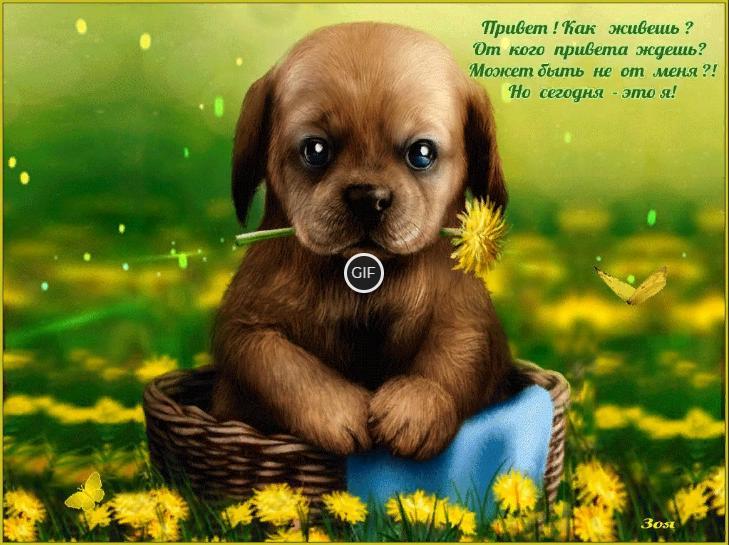 Картинки приветствия