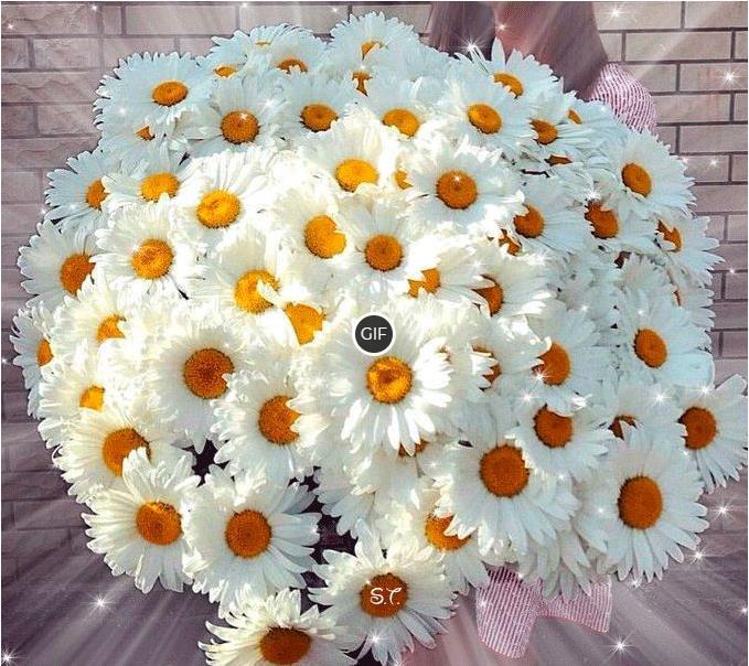 Гифка большой букет ромашек