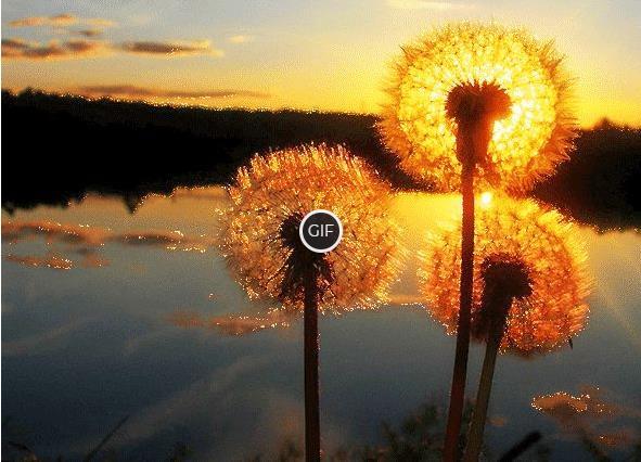 Красивая гифка с одуванчиками