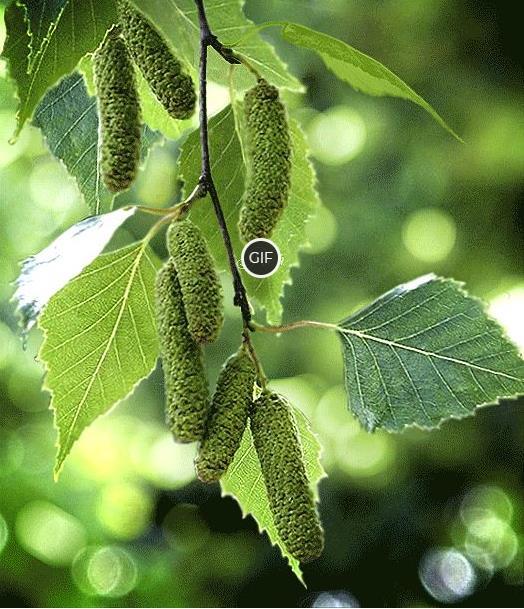 Гифка Люблю Русскую берёзку