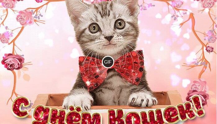 Гифки с Всемирным днём кошек 8 Августа 2024 (55 gif картинок)