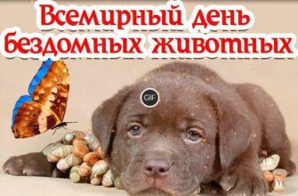 Гифки с Всемирным днём бездомных животных 17 Августа (20 gif картинок)