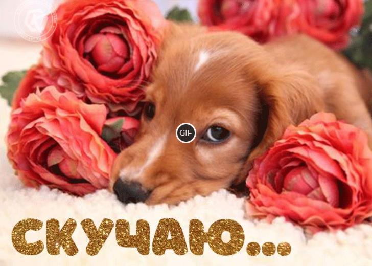 Мерцающая gif картинка Скучаю...