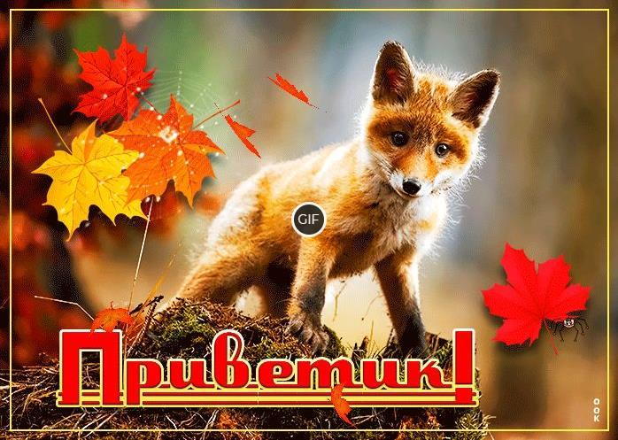 Осенний приветик гиф