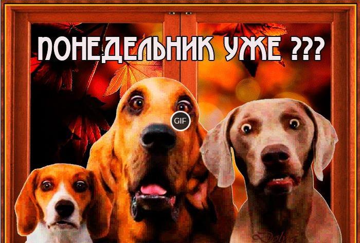 Открытки гифки с добрым утром понедельника