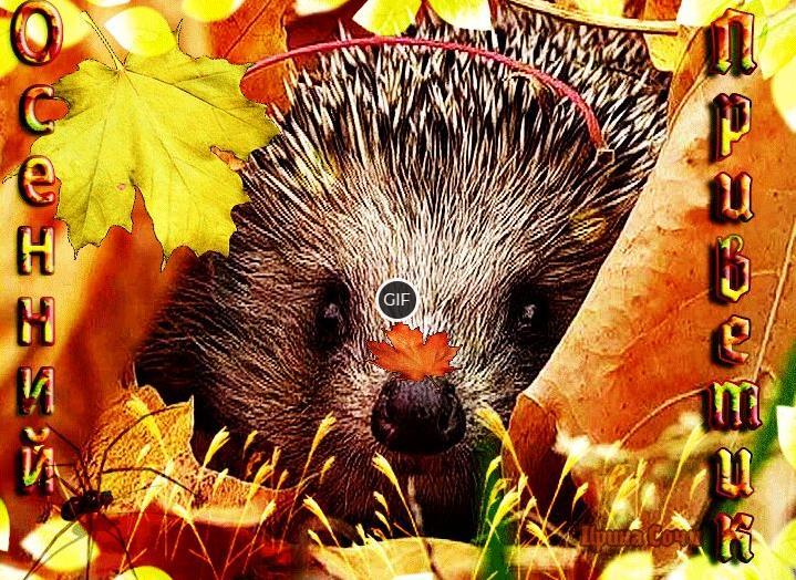 Анимированные картинки Ноябрьский привет