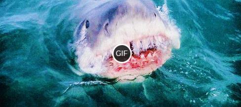 Гифки с Акулами