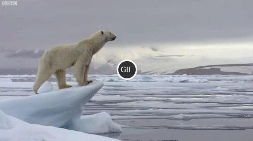 Гифки с белыми и бурыми медведями