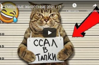 Видео приколы с животными