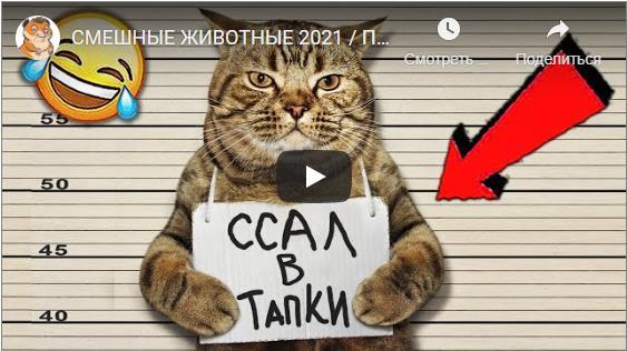 Видео приколы с животными