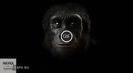 Гиф 6 миллионов лет человеческой эволюции