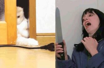 Смешные гифки