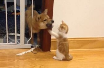 Гифки с животными прикольные