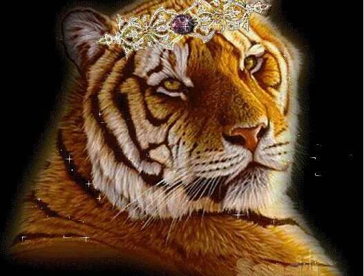 Гифки с тиграми на Аватарку