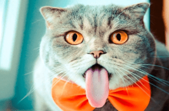 Прикольные картинки с котами (100 фото)