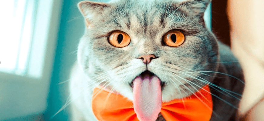 Прикольные картинки с котами (100 фото)