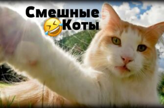 Смешные картинки про кошек с надписями