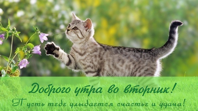 Картинки доброго утра вторника (70 фото)